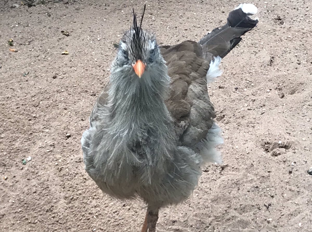 Clare Hazeldine tweet media