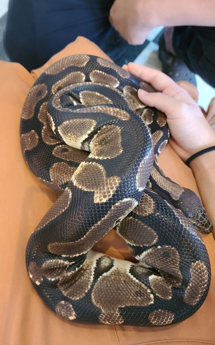 kh1107ogi's tweet photo. 爬虫類カフェにいくなどした
タランチュラやらコオロギやらヌートリアやらカンガルーやらもたべた https://t.co/As2KXdbaA4