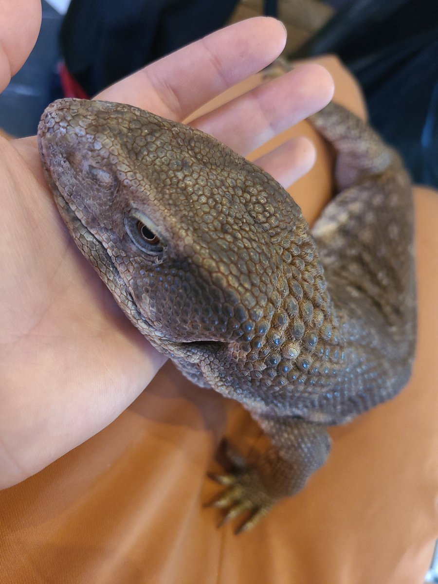 kh1107ogi's tweet photo. 爬虫類カフェにいくなどした
タランチュラやらコオロギやらヌートリアやらカンガルーやらもたべた https://t.co/As2KXdbaA4