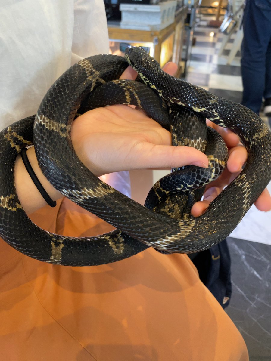 kh1107ogi's tweet photo. 爬虫類カフェにいくなどした
タランチュラやらコオロギやらヌートリアやらカンガルーやらもたべた https://t.co/As2KXdbaA4