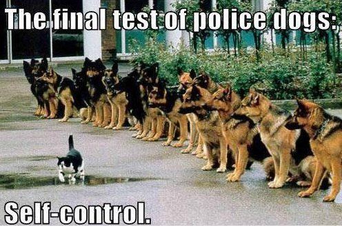 jodi_writes's tweet photo. How would your dog react in this situation? Post your answer in a gif!
#bookworms #bookaddicts #kindlebook #amazonbooks #kindleunlimited #bookaholics #booksilove #bookobsession #jodiburnettbooks #FlintRiverSeries #FBIK9Series #policedog #fbik9 https://t.co/o7hZuQ2jsn