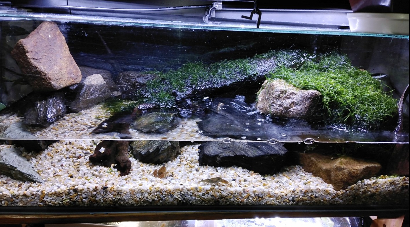 ひげ Xyz 最近のサワガニブルーの水槽 苔やウィローモスが 良い感じに侘び寂びを 奥の はガジュマルです 流木に張り付いたウィローモスを 水が伝って流れてます アクアリウム アクアテラ カニリウム ニホンザリガニ サワガニブルー T Co