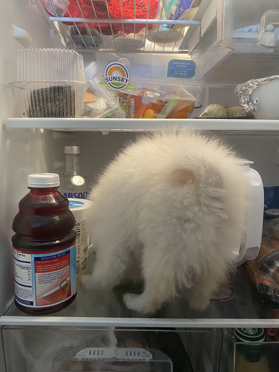 vacio_0's tweet photo. In today’s episode of #FindingAlex https://t.co/tWGhuYfZYl