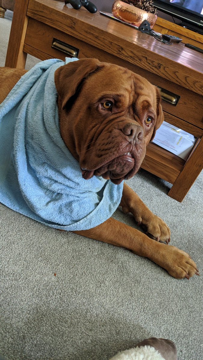 colin_ddb's tweet photo. We is sharing a bacon sanwich for lunch, so she put towel bib one me 😳. Me no mind, as yoos see me to busy focussin on dat sandwich 😋😋🐾 https://t.co/lSO8kuP4vc