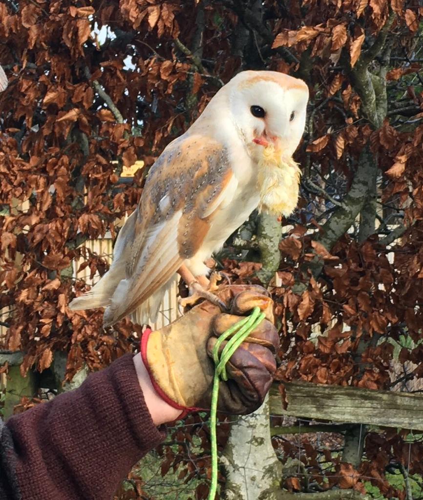 burnroyhouse's tweet photo. Feed and hold Merlin the owl..got to be the ultimate #Selfie #highlands @UndisScot #OWL2020 #owl https://t.co/qQlR2MovKO