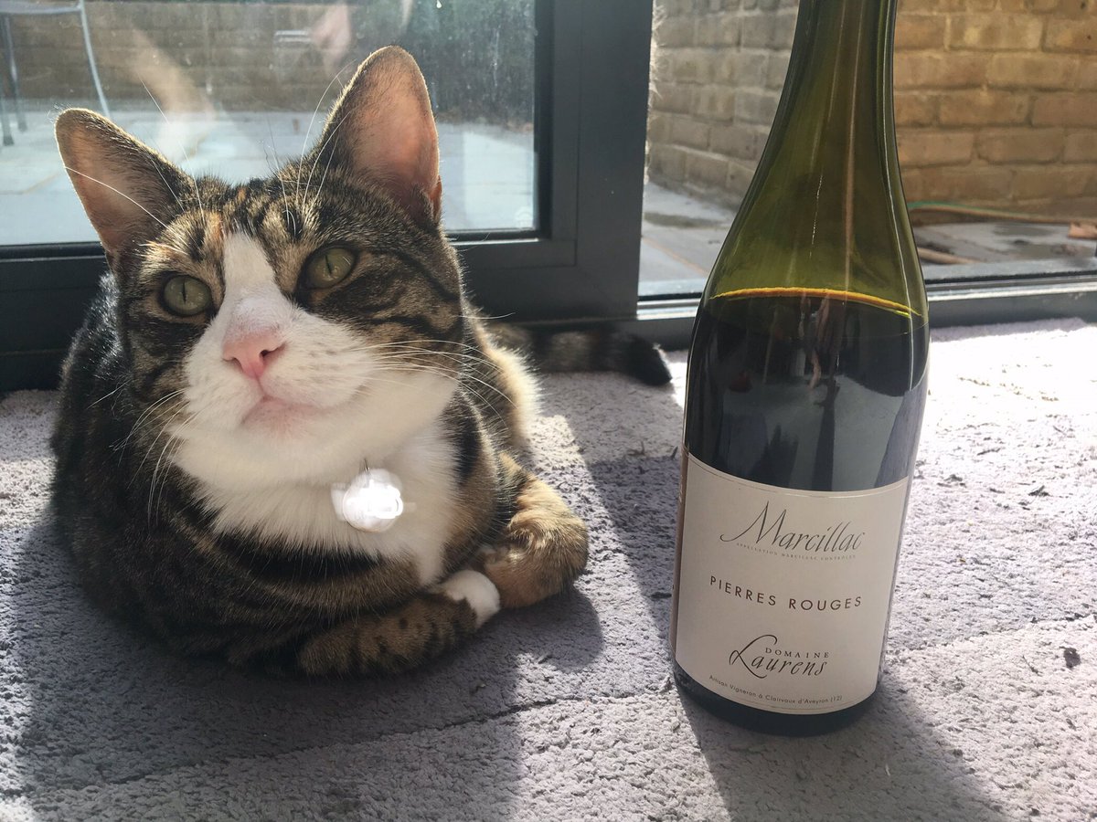MarkCapra's tweet photo. #currentmood is #chilledred so picked out this #Marcillac 🇫🇷 with the aid of my #cellarcat 😉.
🍇 #FerServadou (#Mansois)
👀 Delightful colour with ruby highlights with 👄 summer fruits - strawberry 🍓& blackberry - with a spicy 🌶 and iron finish #sundaysips https://t.co/TsTOSGoM20