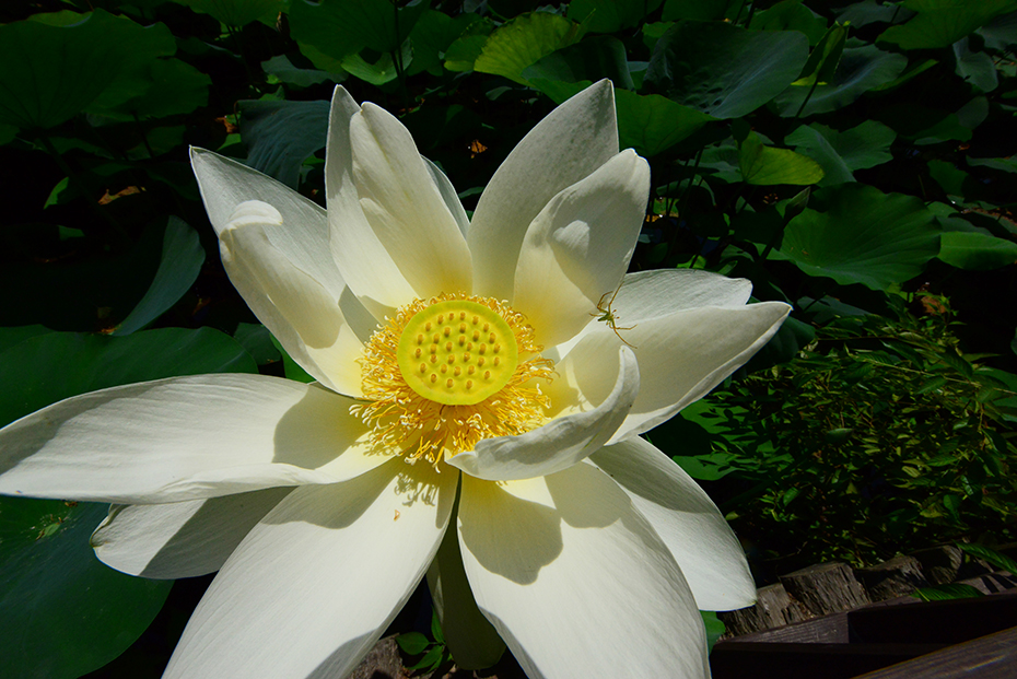 bit.ly/30qk70Z 
남이섬의 여름 백련