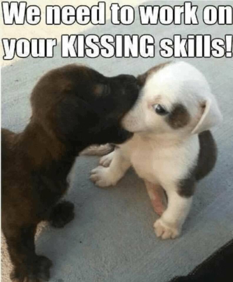 KreativeLane's tweet photo. Just cute 💕💕💕

Happy Sunday 🤗🤗

#puppylove #kisses #kissme #doglovers #cutenessoverload #dog #doglife #iwannakisshim https://t.co/jqX7gqXHis