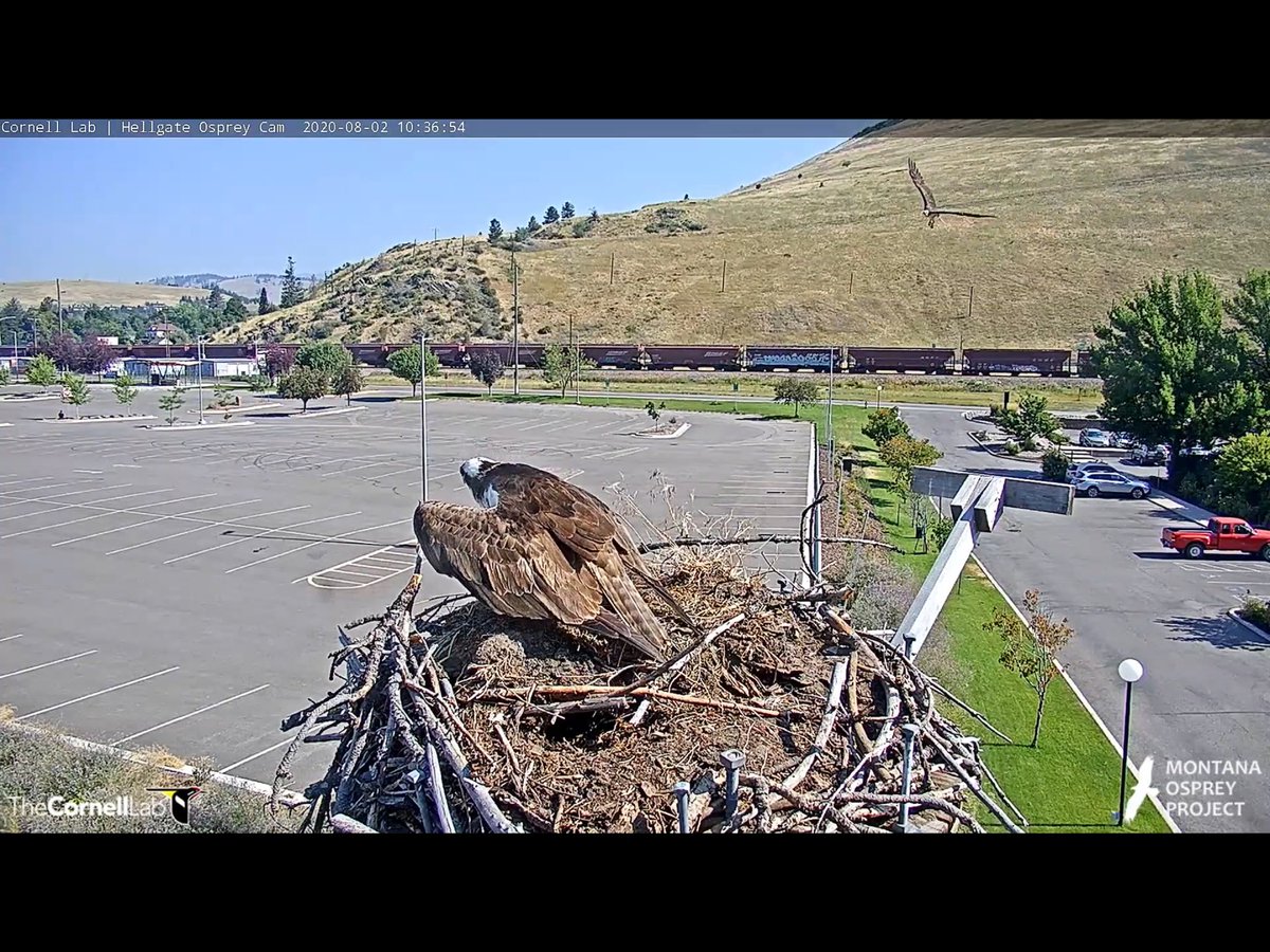 larkberly's tweet photo. @HellgateOsprey 8/2 An Osprey that is not a Iris, looks like a Louis, lands on the nest. And Iris does a WWII dogfight type fly by. https://t.co/fLRa11y0rI