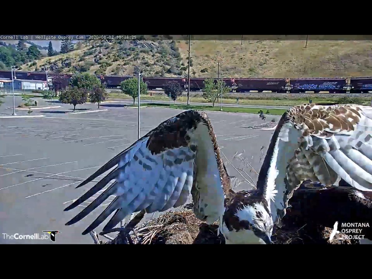 larkberly's tweet photo. @HellgateOsprey 8/2 10:38 Wowza!  Excitement at the nest!! You tell him Iris! Iris has no interest in Louis being on HER nest. https://t.co/EFLIdIeA8Z