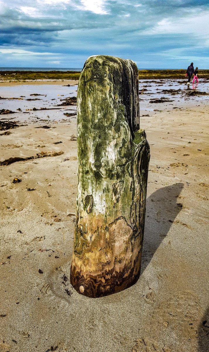 At some point after the war these anti-glider posts were cut flush with the beach. Later modifciation work to the nearby harbour has led to beach erosion which exposes the posts at low tide.