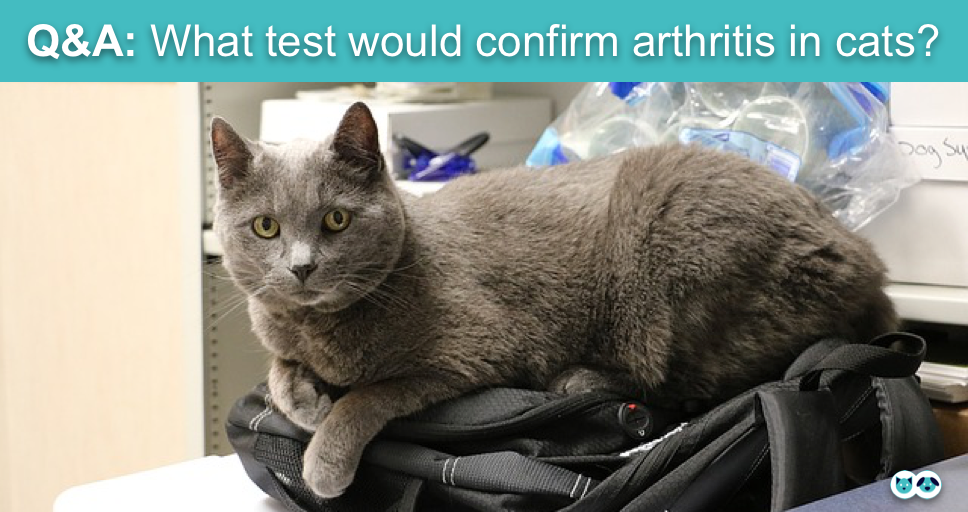 HealthCare_Pets's tweet photo. #AskTheVet: What test would confirm #arthritis in cats?
Learn more with Dr. Clayton Greenway: https://t.co/fnA3WJCHIA
.
.
.
.
.
#CatArthritis #FelineArthritis #PetArthritis #ArthritisTest #ArthritisInCats #ArthritisInPets #CatHealth #FelineHealth https://t.co/dG51xVZMlv