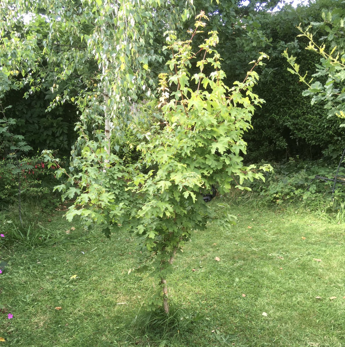  @Penrhynbirder  @jonniprice  @RSPBConwy here’s a little nature conservation timeline story. In 2014 I planted some native trees in my garden, one was a field maple. The little tree has grown well, and today I noticed it had become a resource for leaf-cutter bees.