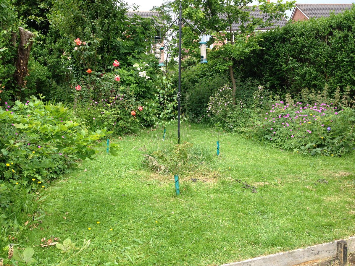  @Penrhynbirder  @jonniprice  @RSPBConwy here’s a little nature conservation timeline story. In 2014 I planted some native trees in my garden, one was a field maple. The little tree has grown well, and today I noticed it had become a resource for leaf-cutter bees.