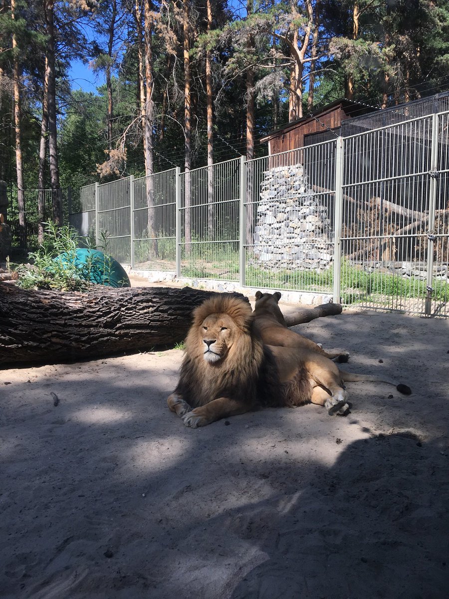 sonaytrof's tweet photo. Левь🦁. Рррррррр. https://t.co/0QzGoID7av
