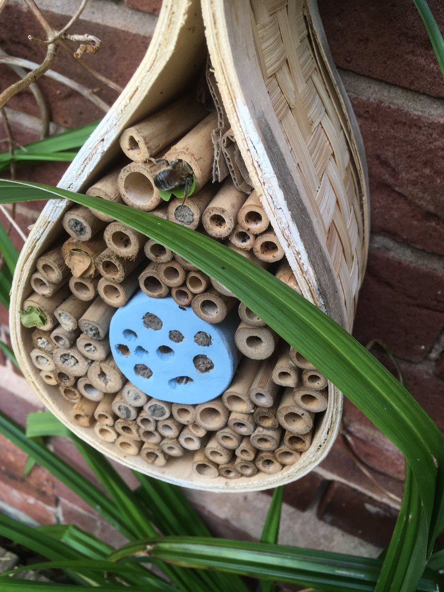 As it flew off with its cargo, I watched to see where it would take it. To my delight, it flew down the garden straight to the bee box which I put up in spring to provide a nest site for solitary bees. Proof that if you provide it they will come, and they will brighten your day