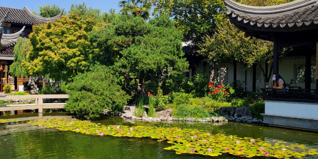 chinesegarden's tweet photo. Here in #Portland, we live, we love, we sometimes enjoy a quiet moment in the garden. 🌼🌳🌸 #PortlandIsNotOnFire. https://t.co/dXGdW891xO