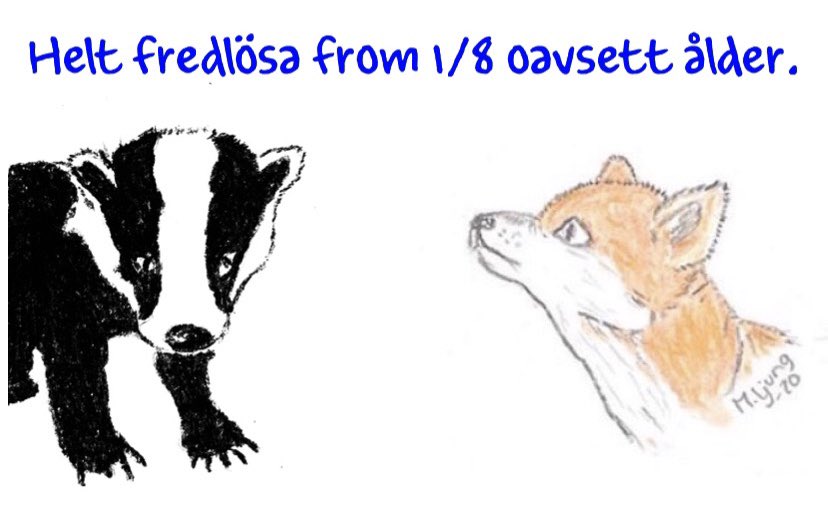 MariaLj73's tweet photo. 1/8 är det jaktstart på Grävling och Rödräv, även årsungar får skjutas. Jakten pågår i 6 till 9 månader framåt beroende på var i landet man bor. Jägarna får skjuta så många de kan och vill, utan någon som helst skyldighet att rapportera det... https://t.co/smgYUbGAK2