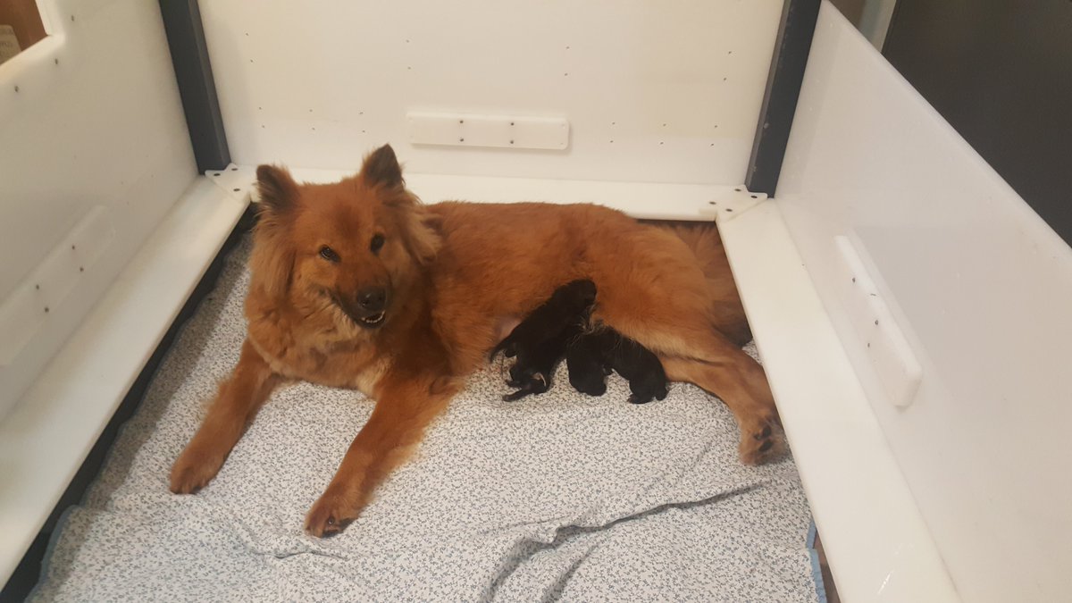 ExqEurasiers's tweet photo. The puppies are all home and we rest up for the next bundles of love.
https://t.co/5U6kePjVlu
https://t.co/y5q6ZQCOEY
#PuppyCam #EurasierCam #Eurasier #Eurasiers
#EurasierPuppy #EurasierPuppies
#ExqEurasiers #PuppyKisses
#PuppyCuddle #CompanionDog #ServiceDog
#EurasierServiceDog https://t.co/ACNCKZuX9i