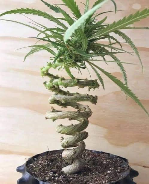 GebCoPtyLtd's tweet photo. π‘ If youβre growing your #hemp for #CBD the importance of growing #organic hemp canβt be stressed enough π©π±
#organicsoil #3SixtyOrganics #3Sixty #growyourown #foodforlife #420mix #cannabiscommunity #cannabissouthafrica #420community #hydrolife #cannabisculture #cannabis https://t.co/UUCTTignf0