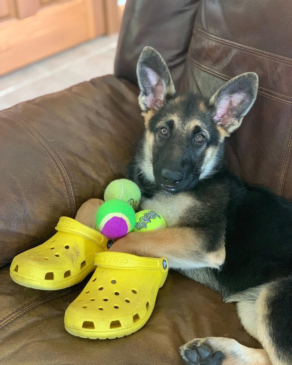 german shepherd croc charm