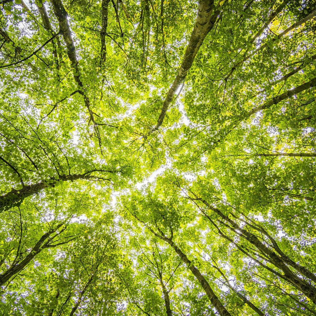 evergreencloth_'s tweet photo. Happy #NationalTreeDay!! 🌳🎉Bee-come a hero  ᕙ🐝ᕗswitch to an amazing sustainable &amp; biodegradable alternative to paper towels – 💁 the #EverGreenSpongeCloth, &amp; help to reduce the whopping 3,000 tons of paper towel waste in the US!  🛍️ https://t.co/lFZzz9Gt2v
#sustainablefuture https://t.co/79wg6NFWE1