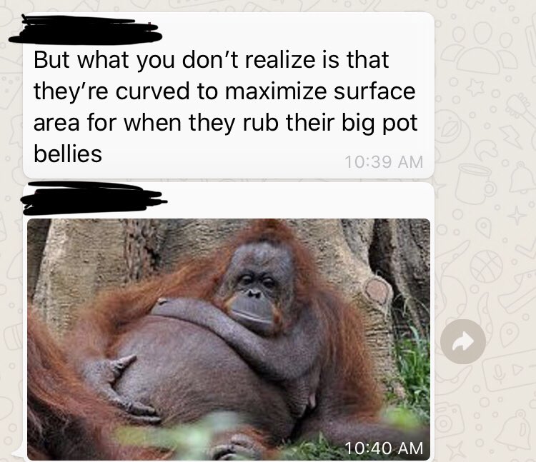 birenapatel's tweet photo. @HumanOrrigins here is the real reason why orangutans have curved phalanges. #funkymorph #adaptation #naturalselection #evolution. https://t.co/14AuobBtJh