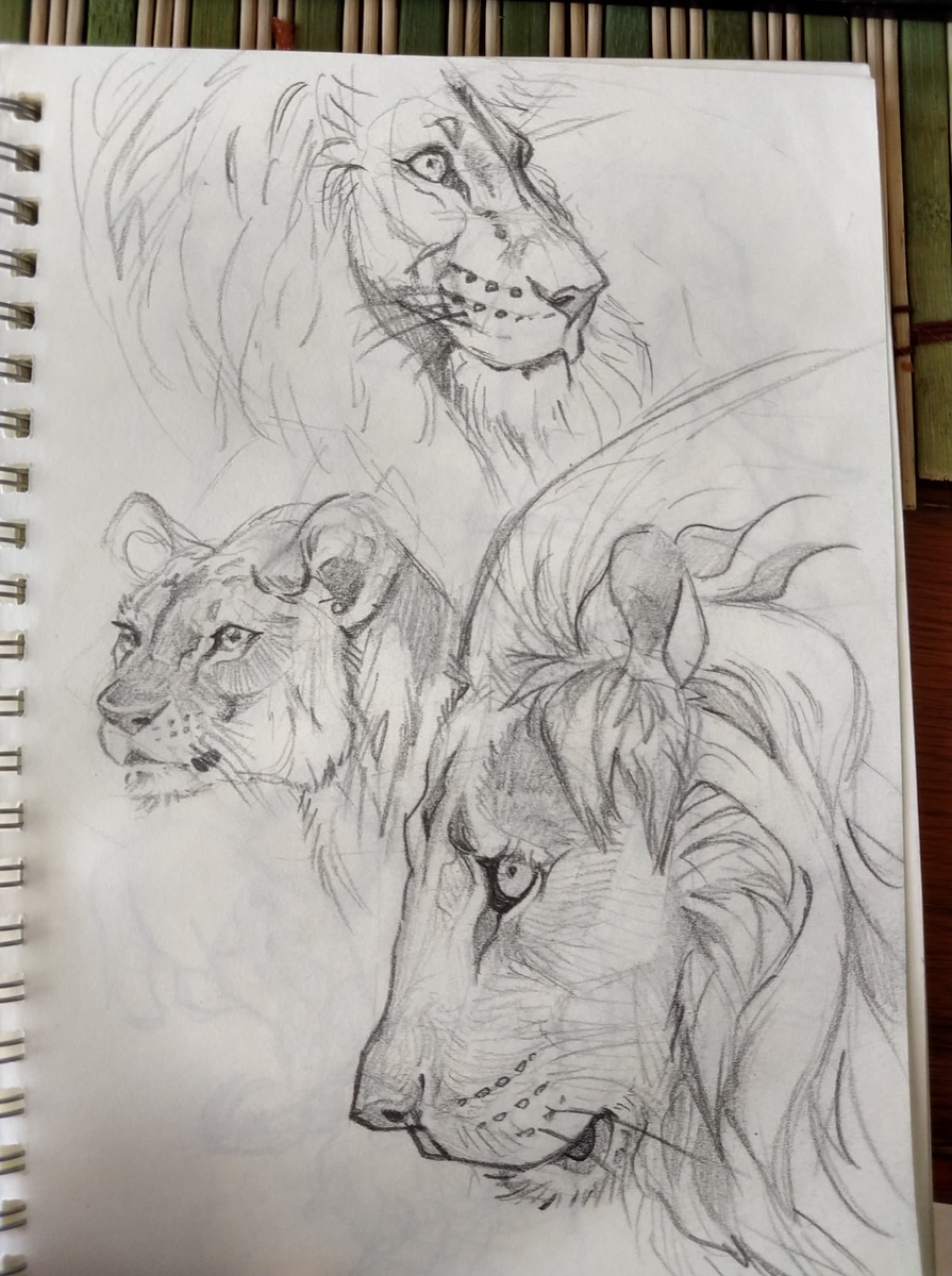 @TheWildlifeKid Quisiera ofrecer mis servicios como donación para la causa. >__>

Mi portafolio esta lleno de fantasía e ilustrativo porque es lo que me gusta dibujar, pero me meto de lleno a estudiar anatomía, comportamiento etc. (Que casi no posteo en twitter)
https://t.co/grjD7IMJnx 