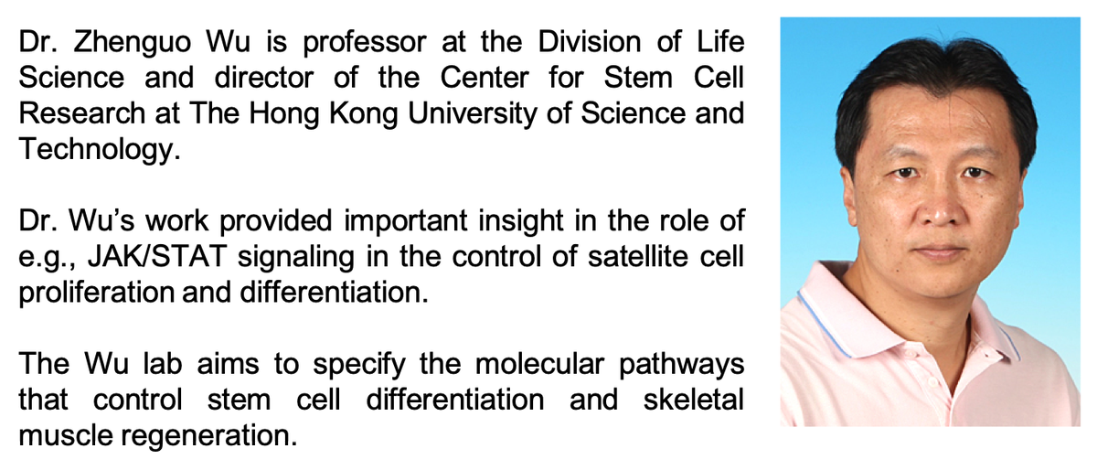 musclescitalks's tweet photo. Tomorrow, Monday August 3rd, at 5PM PST, we continue the Asia-Pacific series of Muscle Science talks by hosting dr. Zhenguo Wu of @hkust for a talk on “An indispensable cell growth checkpoint during early activation of adult quiescent muscle satellite cells”. Stay tuned! https://t.co/n6N7fDm88f