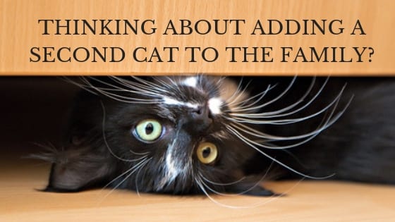 ThinkLikeaCat's tweet photo. I have a few tips to help you increase your chances of a successful match. https://t.co/dGgpCkDTcL #thinklikeacat #catwise #cats #multicats #catadoption https://t.co/eJ3VqEIVCT