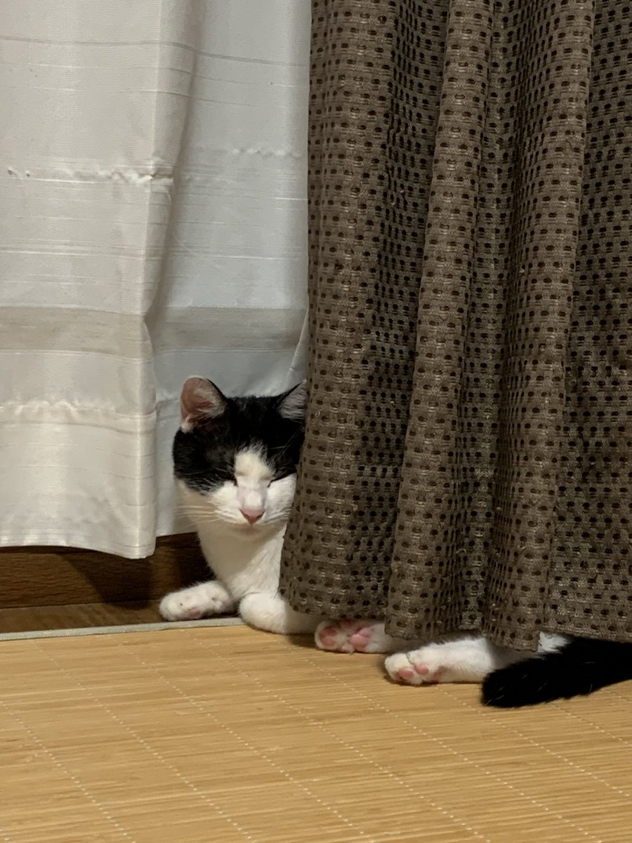 Fuku Sensei おはようー 今日で福先生がわが家にやって来て 丸2年が経ちました 猫 猫好きな人と繋がりたい 猫写真 猫のいる暮らし ねこと暮らす ハチワレ 福先生