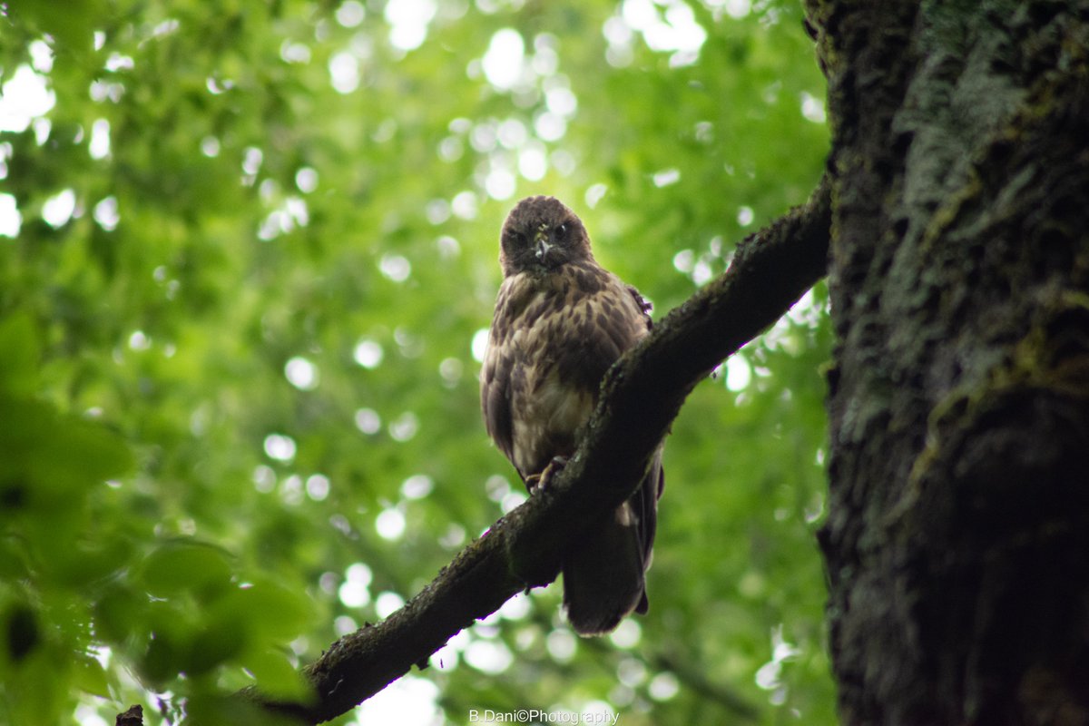 BDaniPhotograph's tweet photo. #shutterstroll #Eagles #NIKOND7200 
https://t.co/B6ihwWz7kC https://t.co/p74lJZeRl0