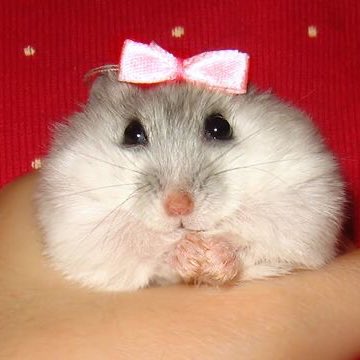 bright vachirawit as hamsters; a very necessary thread  #bbrightvc