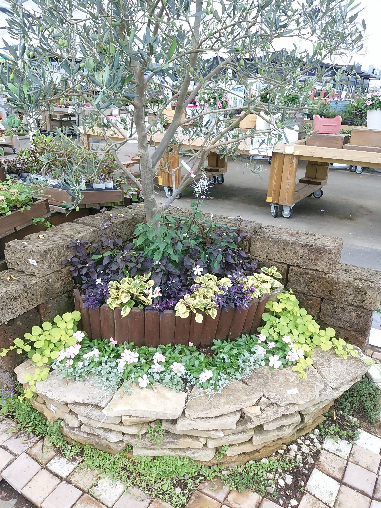 ジョイフル本田 ガーデンセンター ガーデンセンター守谷店 オリーブをシンボルツリーにした花壇をご紹介 暑さに強いトウガラシやアカバセンニチコウをメインに植えました 名前も可愛いネコノヒゲも咲いてます ガーデニング 園芸店