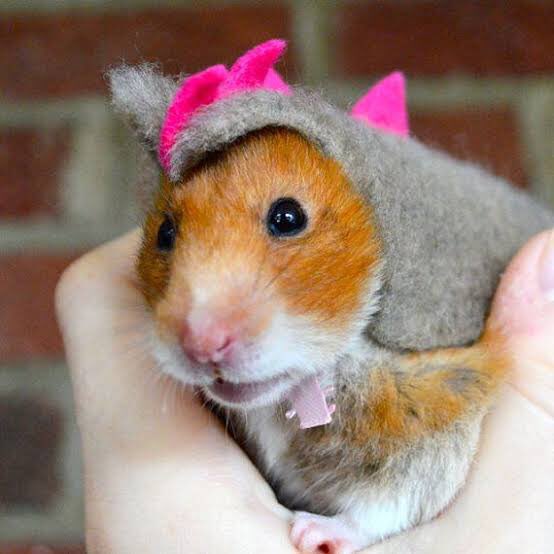🐹