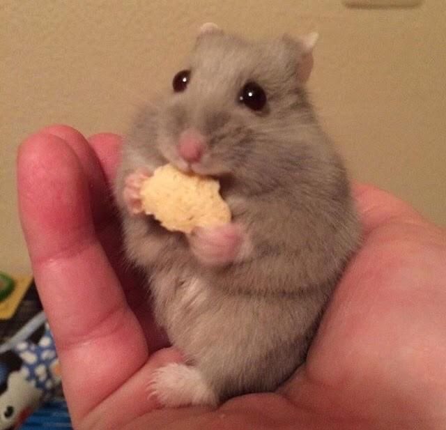 🐹