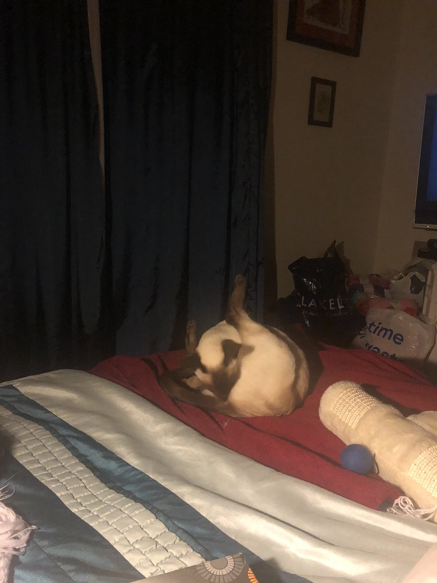 Lilly83007376's tweet photo. Happy Monday furiends! Don’t forget to keep extra clean during these horrid virus times! https://t.co/xm8yIF3CIe