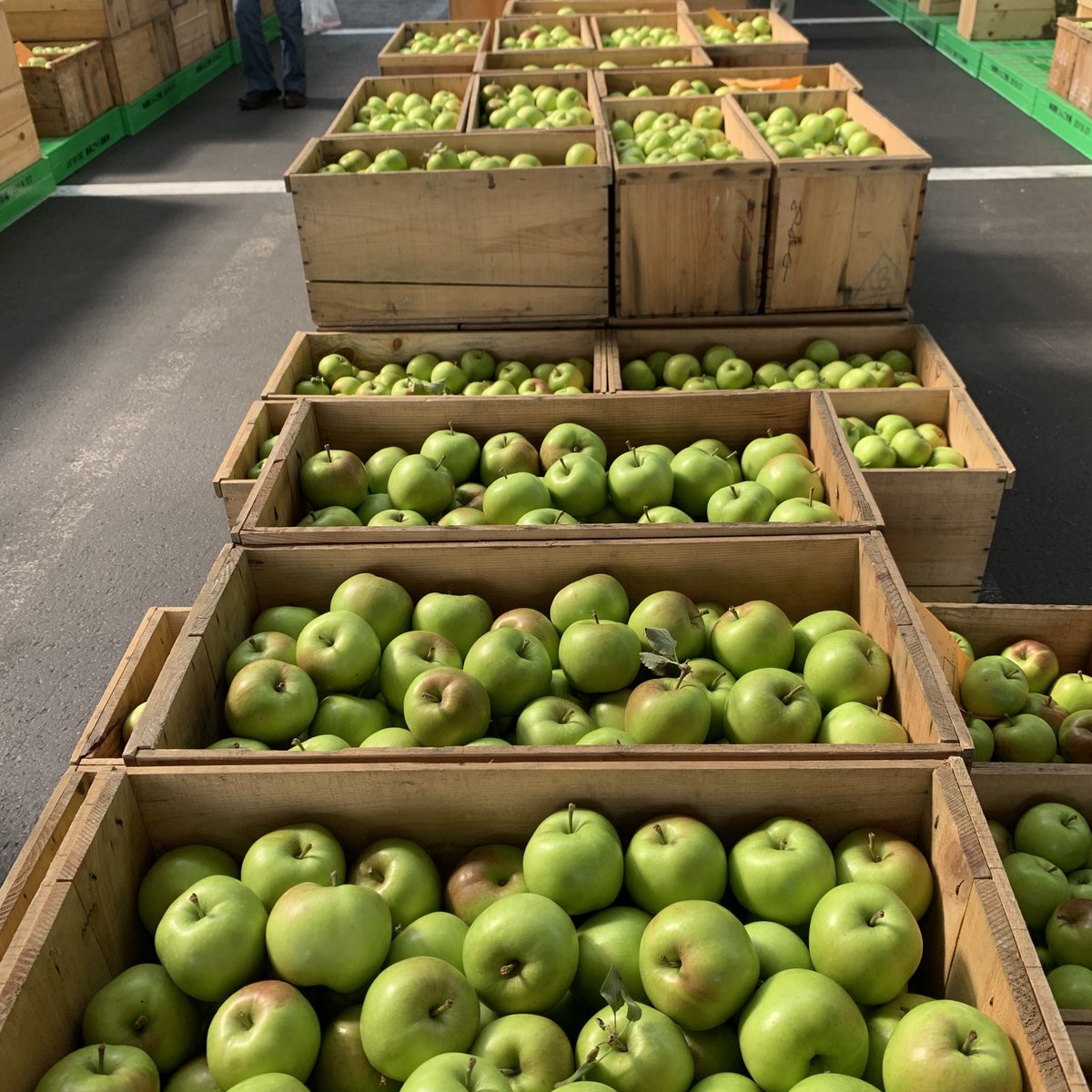 りんごママ 青森県もぎたてりんご専門農家 津軽りんご市場 開市です