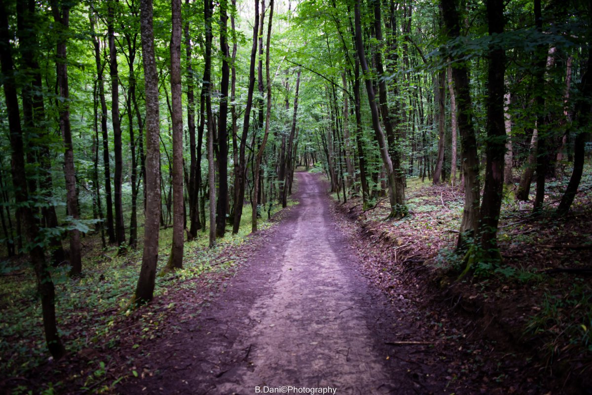 BDaniPhotograph's tweet photo. Took this picture with- #NIKOND7200 #Nikon #PicOfTheDay #Pictureoftheday #Nature #wildlife #animals #birds #macro #photo #shutterstock #Forest #three #GreenDay https://t.co/B6ihwWz7kC https://t.co/JQxkcsx9XS