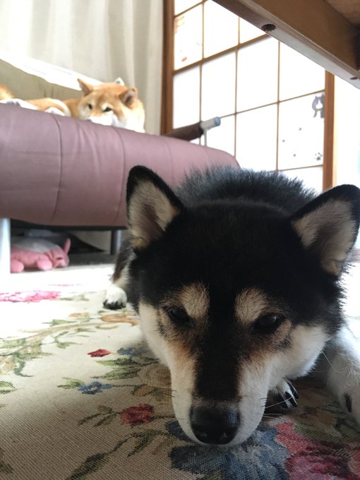 ダウンロード済み ローズ 柴犬りょう 0405 ローズ 柴犬りょう 2ch ダウンロード済み ローズ 柴犬りょう 0405 ローズ 柴犬りょう 2ch