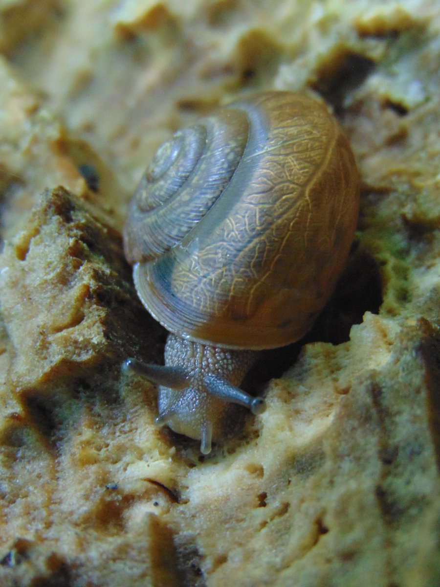 After the rain the snails come out and play.
