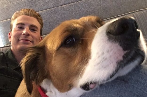 Chris Evans with dogs (and two cats): a very neccessary thread