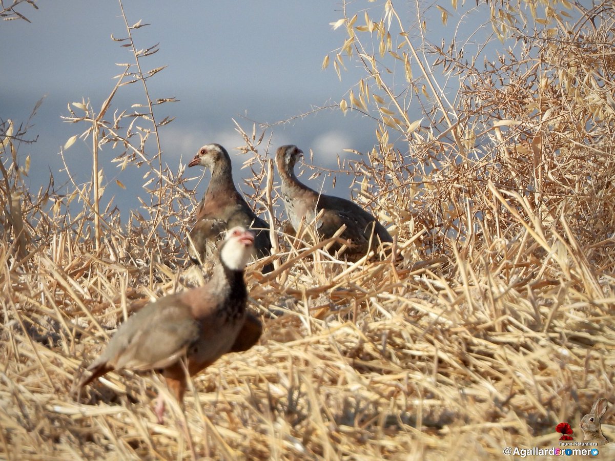 Agallardoromero's tweet photo. Fotografías de fauna y caza fotográfica. Con la cámara al hombro. #cazafotografica #fauna #naturaleza #biodiversidad #photohunting #nature #animal #ave #biodiversity #habitat #vidaanimal #sensaciones #experiencia #salvaje #wild #captura #capture https://t.co/UJMxbnKMqJ