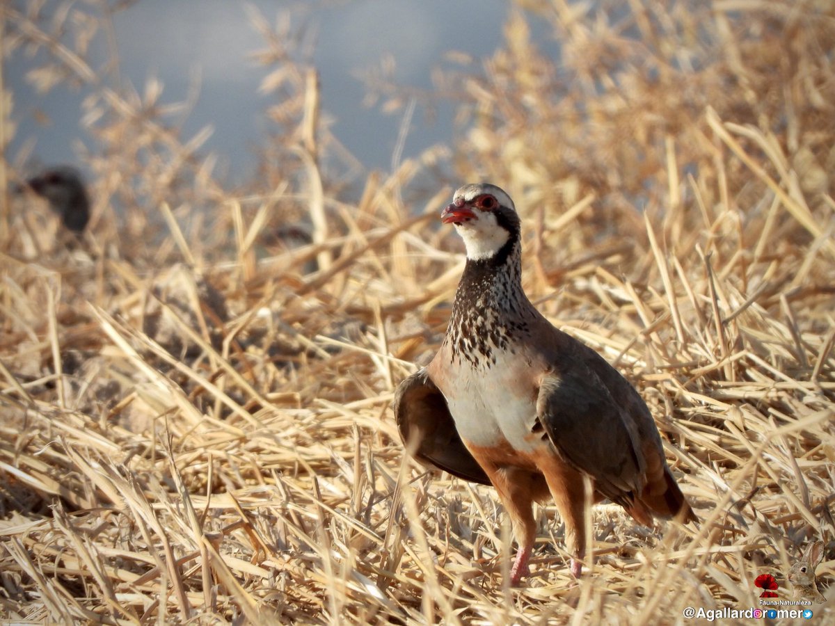 Agallardoromero's tweet photo. Fotografías de fauna y caza fotográfica. Con la cámara al hombro. #cazafotografica #fauna #naturaleza #biodiversidad #photohunting #nature #animal #ave #biodiversity #habitat #vidaanimal #sensaciones #experiencia #salvaje #wild #captura #capture https://t.co/UJMxbnKMqJ