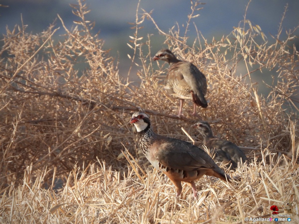 Agallardoromero's tweet photo. Fotografías de fauna y caza fotográfica. Con la cámara al hombro. #cazafotografica #fauna #naturaleza #biodiversidad #photohunting #nature #animal #ave #biodiversity #habitat #vidaanimal #sensaciones #experiencia #salvaje #wild #captura #capture https://t.co/UJMxbnKMqJ