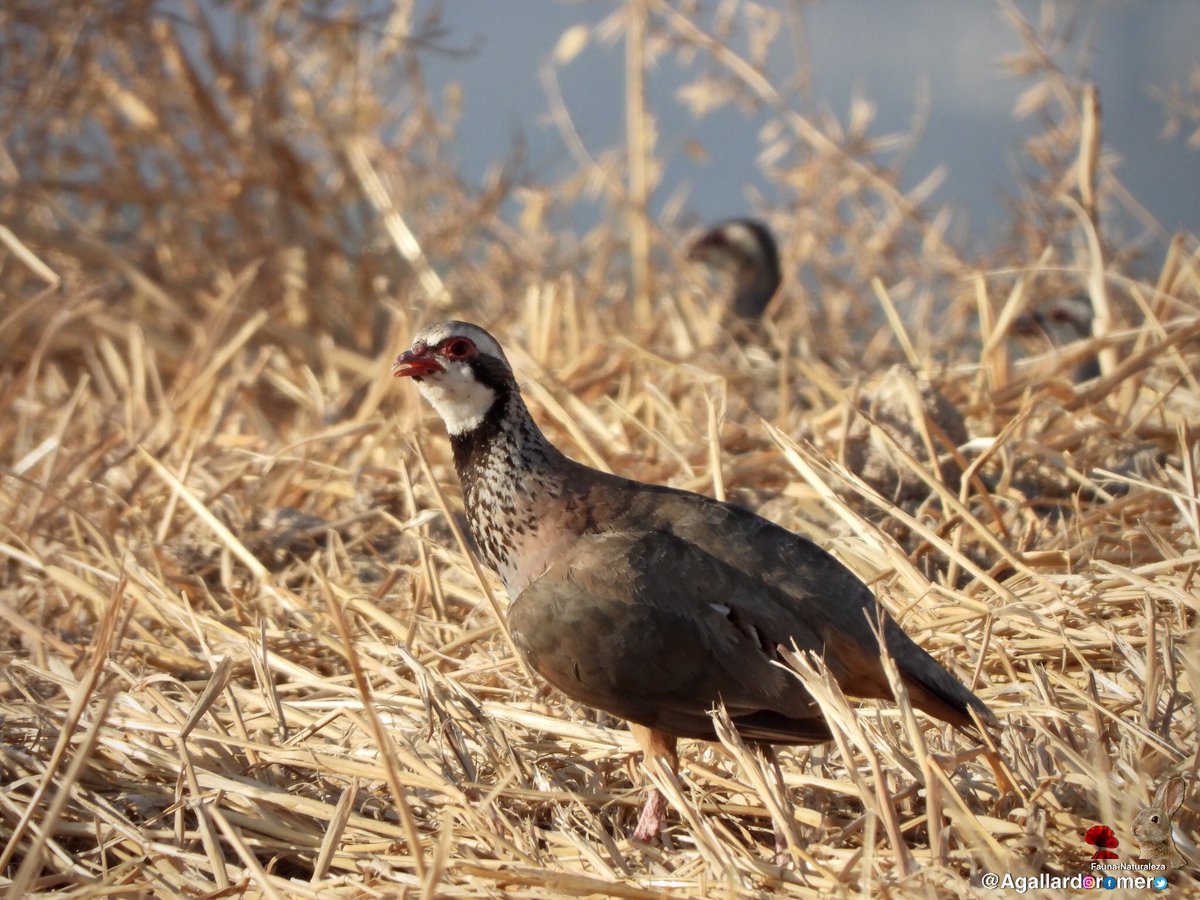 Agallardoromero's tweet photo. Fotografías de fauna y caza fotográfica. Con la cámara al hombro. #cazafotografica #fauna #naturaleza #biodiversidad #photohunting #nature #animal #ave #biodiversity #habitat #vidaanimal #sensaciones #experiencia #salvaje #wild #captura #capture https://t.co/UJMxbnKMqJ