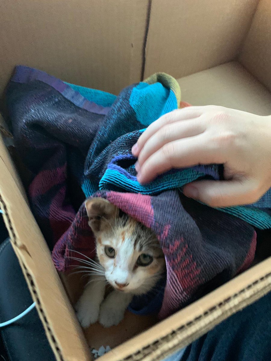SpanishClarkClu's tweet photo. 1 month old kitten needs a good home or a foster home ASAP. Found in parking lot,  cannot keep due to my dogs. She is very cute and loving. San Antonio area. https://t.co/0fOvbfr7qb