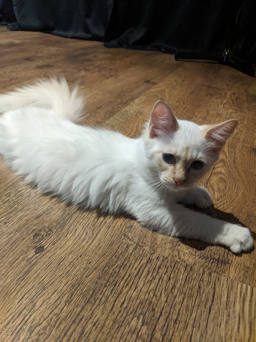Levexification's tweet photo. Cat https://t.co/fSsctjnpz2