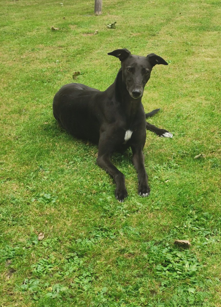 dragormite's tweet photo. We absolutely love this pup ❤️ Hattie Dog #sighthounds #greyhounds https://t.co/vG43w1kyCk