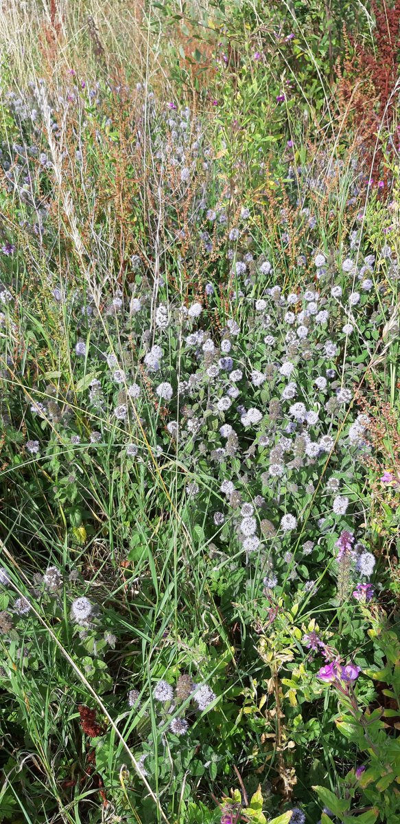 #wildflowerhour #Deadnettlefamily  Lots of bees on this water mint at Papercourt Meadows near Woking earlier today.